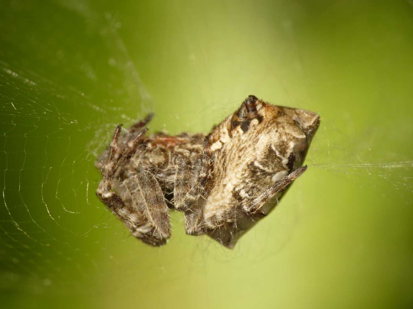 Cyrtophora citricola